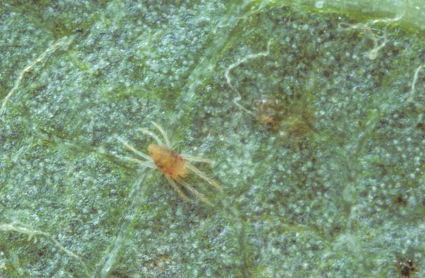 <i>Panonychus ulmi</i>, acarien rouge, acarien des arbres fruitiers, araign&eacute;e rouge, ravageurs du pommier