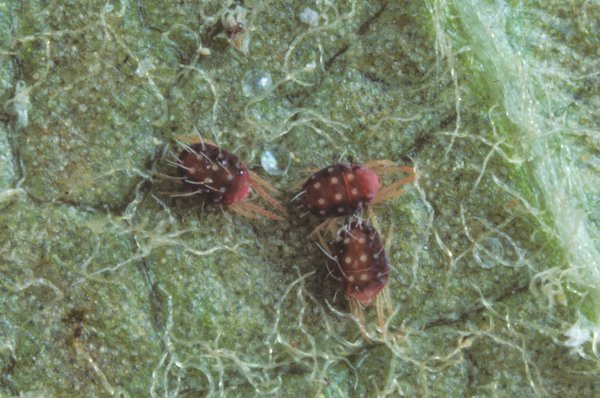<i>Panonychus ulmi</i>, acarien rouge, acarien des arbres fruitiers, araign&eacute;e rouge, ravageurs du pommier