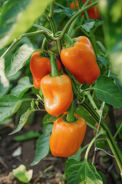 Mini-Paprika 'Hamik'