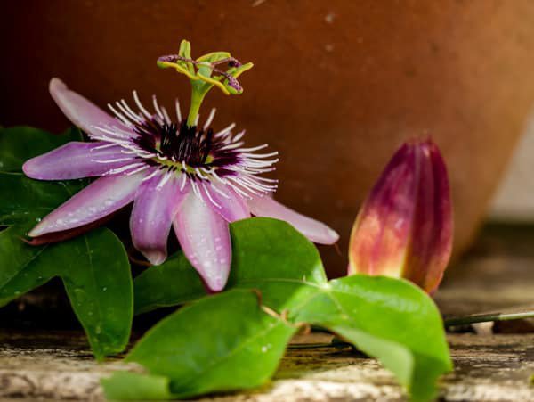 Passiflore rustique