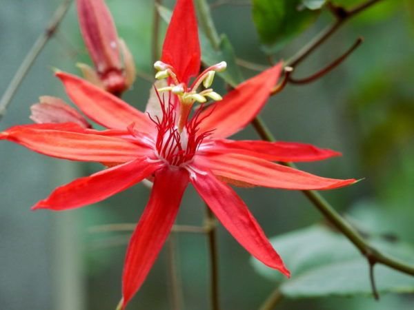 Passiflore rustique