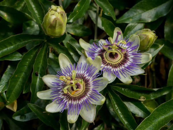 Passiflore rustique