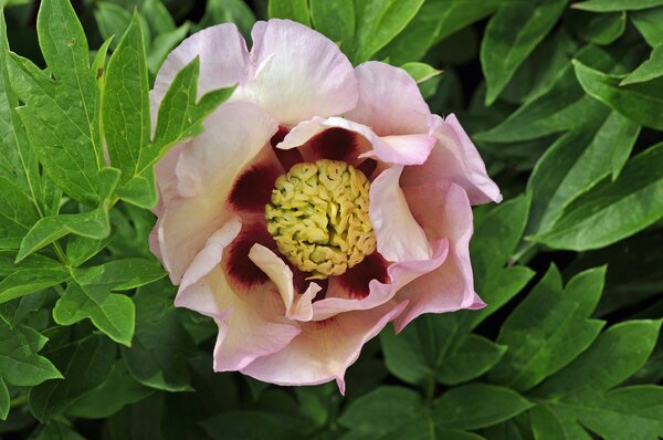 Paeonia Pastel Splendour, Paeonia lactiflora x lutea, hybride de pivoine Itoh, pivoine, pivoines