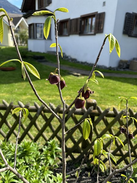 Tailler les asiminiers, bananes indiennes, pawpaw, asimina triloba, Lubera