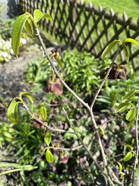 Tailler les asiminiers, bananes indiennes, pawpaw, asimina triloba, Lubera