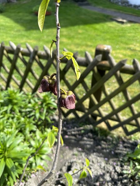 Tailler les asiminiers, bananes indiennes, pawpaw, asimina triloba, Lubera