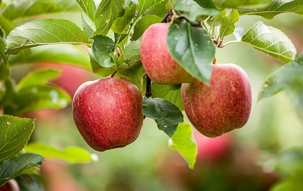 La pectine de pomme est facile &agrave; fabriquer soi-m&ecirc;me
