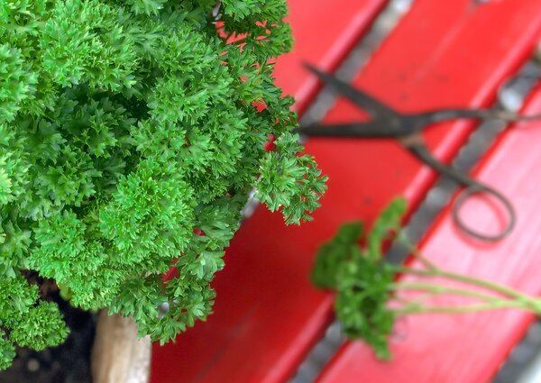 Petroselinum crispum Grandeur, persil, 1,3 L en pot