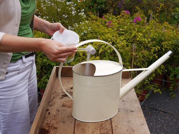 Plantes Fertiliser citronnier