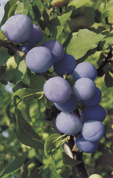 Prune bleue Belle de&nbsp;Paris, prunes saines
