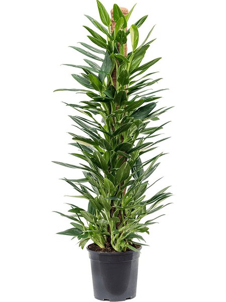 Philodendron 'Cobra', Moosstab 100, im 21cm Topf, H�he 110cm, Breite 50cm