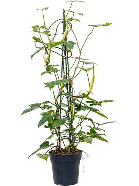 Philodendron 'Dragon', Piramide, im 24cm Topf, H�he 120cm, Breite 50cm