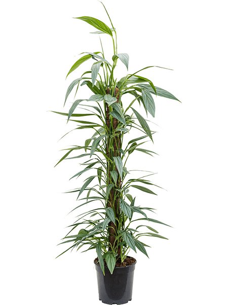 Philodendron 'Exotica', Mosstab, im 21cm Topf, H�he 110cm, Breite 30cm