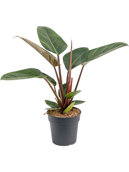 Philodendron 'Red Congo', Busch, im 19cm Topf, H�he 45cm, Breite 25cm