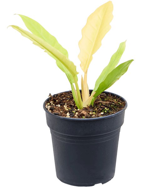 Philodendron 'Ring Of Fire Variegatum', Busch, im 15cm Topf, H�he 45cm, Breite 30cm