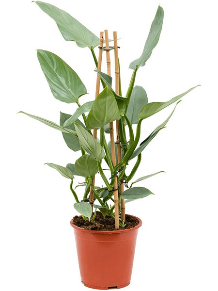 Philodendron 'Silver 'Queen', Pyramide, im 19cm Topf, H�he 75cm, Breite 70cm