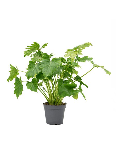 Philodendron bipinnatifidum 'Shangri-La', Busch, im 17cm Topf, H�he 50cm, Breite 40cm