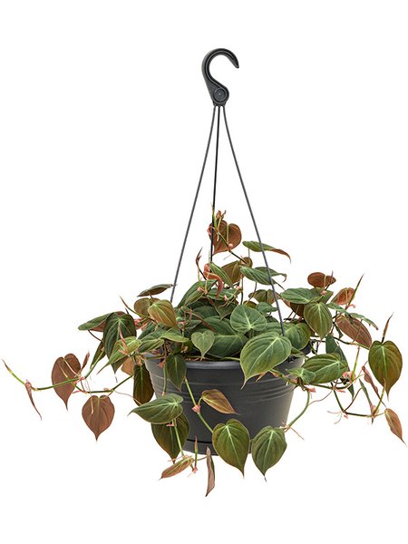 Philodendron micans, Ampel, im 28cm Topf, H�he 65cm, Breite 40cm