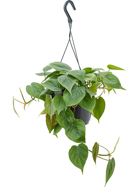 Philodendron scandens, Ampel, im 17cm Topf, H�he 40cm, Breite 30cm