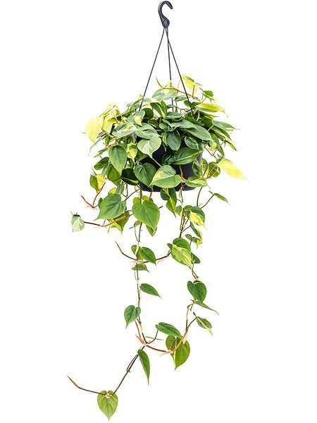 Philodendron scandens 'Brasil', Ampel, im 28cm Topf, H�he 60cm, Breite 40cm
