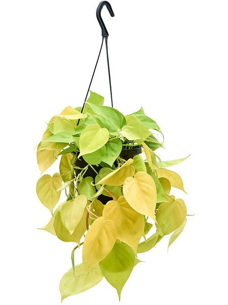 Philodendron scandens 'Lemon Lime', Ampel, im 17cm Topf, H�he 30cm, Breite 25cm