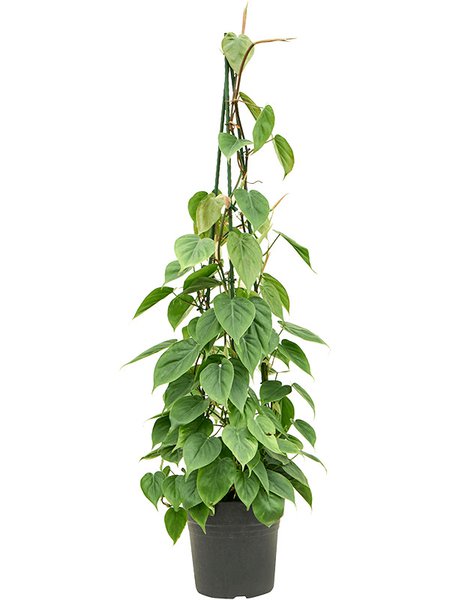 Philodendron scandens, Pyramide, im 24cm Topf, H�he 120cm, Breite 40cm