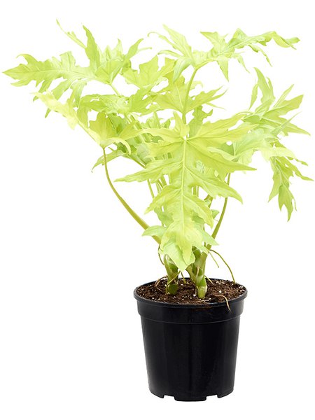 Philodendron selloum 'Gold', Busch, im 25cm Topf, H�he 75cm, Breite 60cm