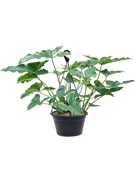 Philodendron stenolobum, Ranker, im 28cm Topf, H�he 30cm, Breite 35cm