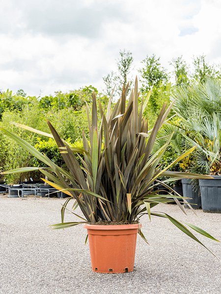 Phormium tenax 'Purpureum'(120-160), Busch, im 40cm Topf, H�he 140cm, Breite 85cm