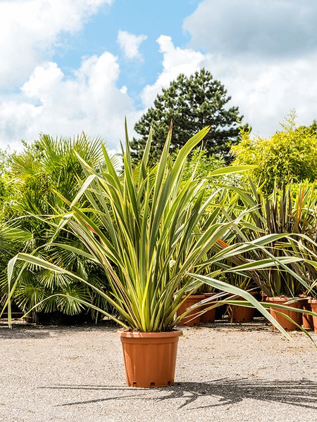 Phormium tenax 'Variegatum' (120-160), Busch, im 40cm Topf, H�he 140cm, Breite 75cm