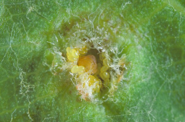 Phyllox&eacute;ra, Daktulosphaira vitifoliae (syn. Phylloxera, Viteus), galle foliaire avec phyllox&eacute;ra et &frac12;ufs