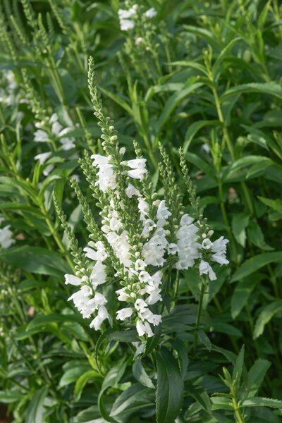 Physostegia virginiana Alba, Gelenkblume, weiss