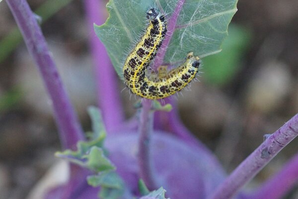 Chenille, Pieris brassicae, grand pi&eacute;ride du chou, peu avant la nymphose