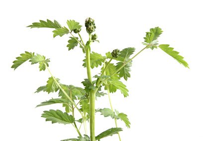 Pimprenelle (<i>Sanguisorba minor</i>)