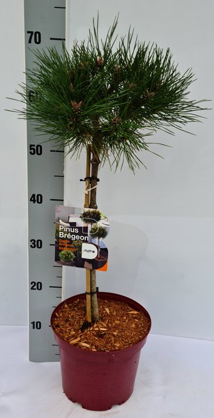 Strauch-Schwarzkiefer Bambino� 'Ga�lle Br�geon' - St�mmchen