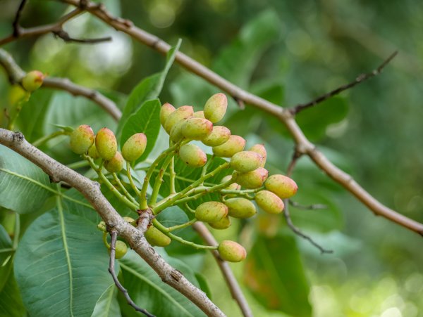 Pistachier