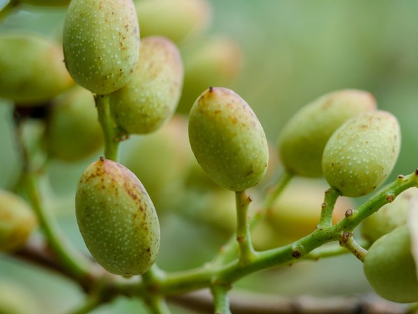 Pistachier