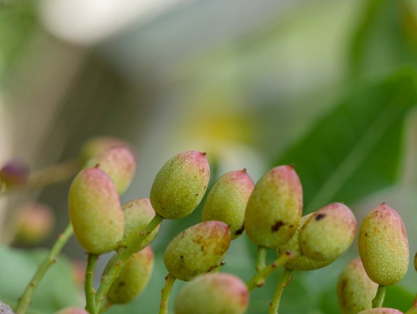 Pistachier