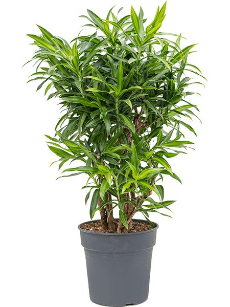 Pleomele (Dracaena) reflexa 'Song of Jamaica', Verzweigt, im 27cm Topf, H�he 100cm, Breite 55cm
