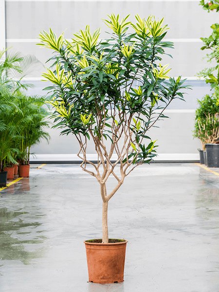 Pleomele (Dracaena) reflexa 'Song of Sri Lanka', Verzweigt, im 34cm Topf, H�he 120cm, Breite 60cm