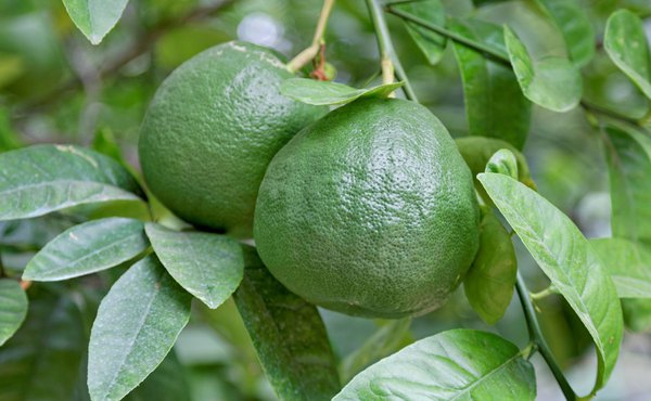 Pamplemousse non m&ucirc;r sur l&rsquo;arbre