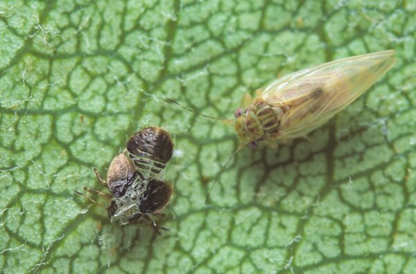 Psylla du poirier, Cacopsylla pyri, adulte avec exuvie (enveloppe larvaire vide)