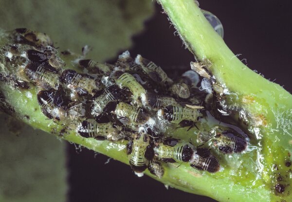 Psylla du poirier (Cacopsylla pyri), larves &agrave; l'extr&eacute;mit&eacute; des pousses, miellat