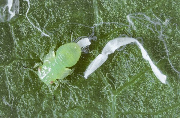 Psylla du poirier, Cacopsylla pyri, jeune larve sur une feuille, avec s&eacute;cr&eacute;tion de cire