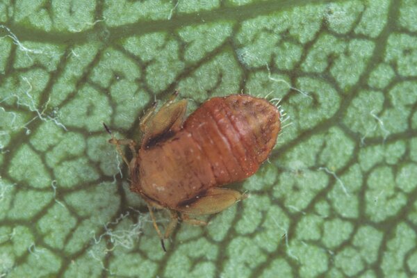 Psylle du poirier, Cacopsylla pyri, larve parasit&eacute;e par une gu&ecirc;pe parasito&iuml;de
