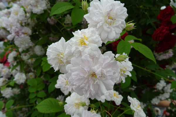 Pauls Himalayan musk, construire une arche