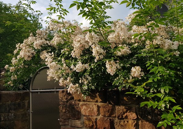 Rosier liane, rosier liane sur un mur, construire une arche de rosier