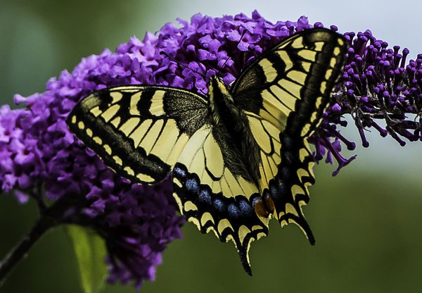 Le machaon a d’abord �t� une chenille verte