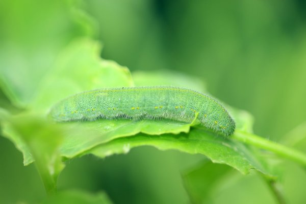 Cette chenille verte aimerait devenir une pi�ride du chou?