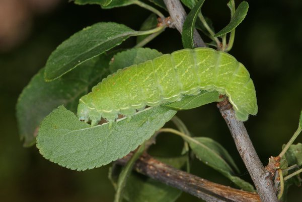 ?et cette chenille verte va devenir un flamb�?